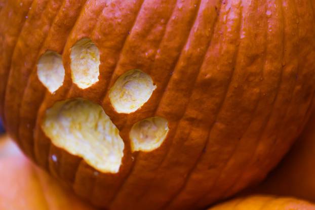 Zagreb: U Zoološkom vrtu organizirana podjela slasnih bundeva životinjama