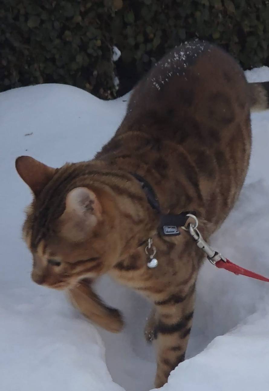 Općinska komunalka sama 'izlopatala' snijeg sa staze: 'Nema nikakve drame u tome'