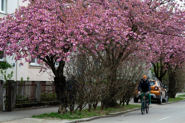 24sata Zagreb: Japanske trešnje u Ulici Bogoslava Šuleka
