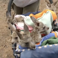 Bebe klokana u šetnju prirodom odvela je u kolicima: 'Preslatko'