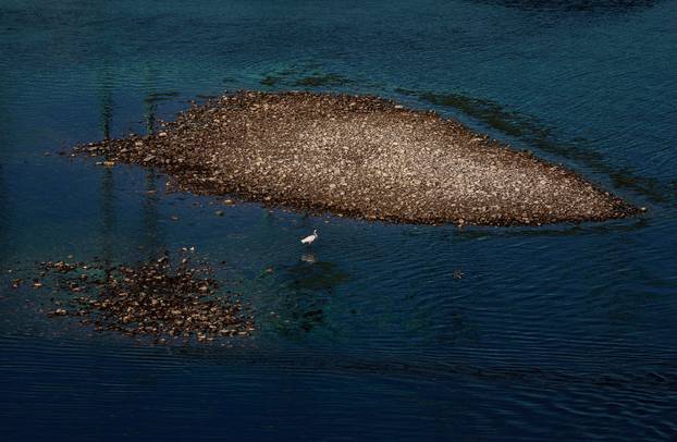Zagreb: Kajakašice i kajakaši uživaju u Savi čiji je nizak vodostaj otkrio sprudove