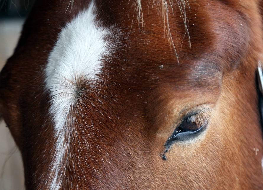 Da ove kobile nisu kod nas, vjerojatno bi bile u kobasama...