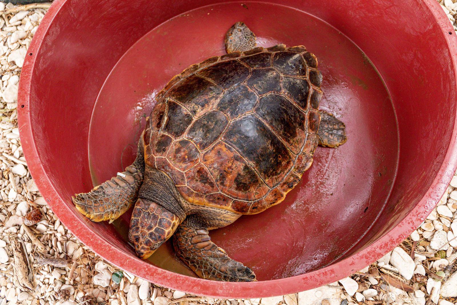 Na Brijunima puštene dvije glavate želve koje su se oporavljale u pulskom Aquariumu