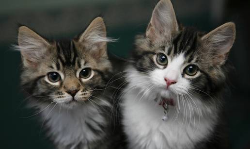 Tvrtka prodaje bezalkoholno vino za kućne ljubimce