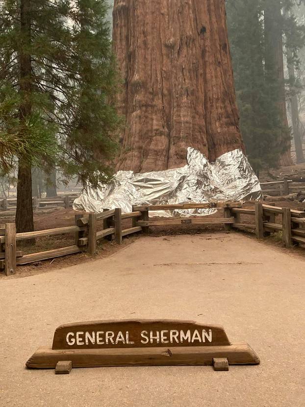 A General Sherman tree wrapped in foil as KNP Complex Fire rages in Three Rivers, California, in this September 17, 2021 handout picture