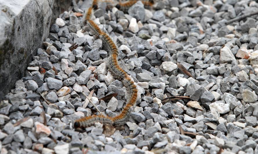 Rijeka: Gnijezda borovog prelca