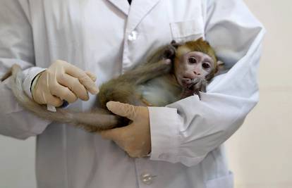 Kina klonirala GMO majmuna: 'Želimo istraživati depresiju'