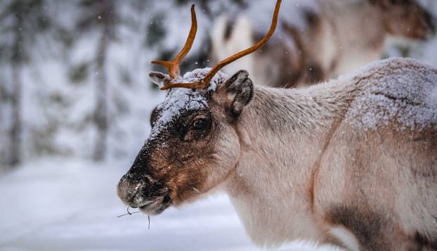 FOTO Zombi apokalipsa nije moguća, ali da je...: Ovo bi bile najsigurnije države za skrivanje