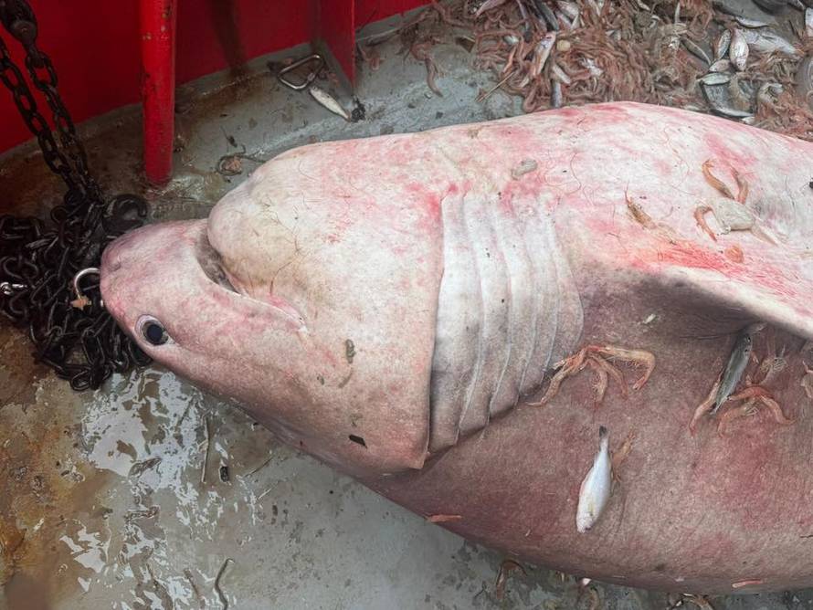 KAKAV VIDEO Ribare kod Brača iznenadila grdosija od 4 metra: 'Držali smo ga živim pa pustili'