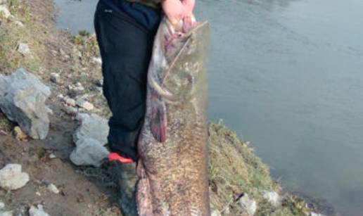 Ulovili soma od 50 kg: Njih troje izvla&ccaron;ili su ga 40 minuta