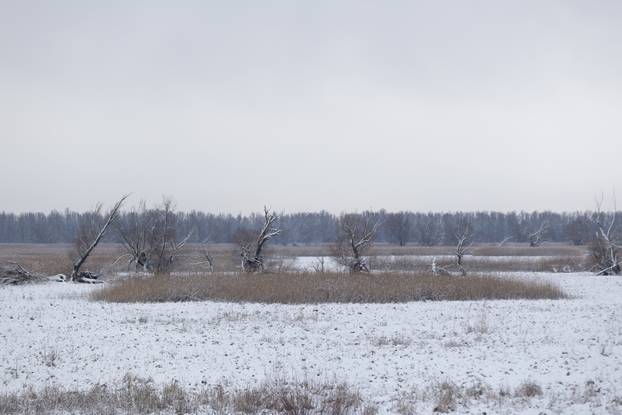 Kopački rit: Zimska idila u Baranji 