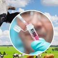 'U imunološkom sustavu krava skriva se mogući lijek za HIV'