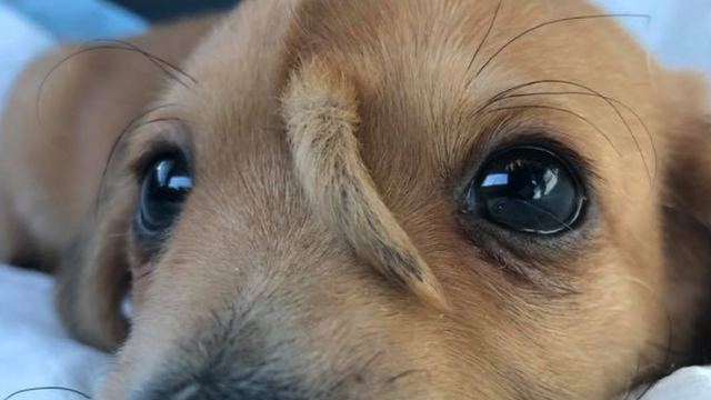 Spasioci pronašli psa kojem rep raste iz glave: Svi ga obožavaju