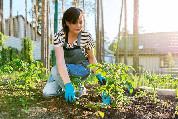 Woman gardener with tomato seedlings in the vegetable garden
