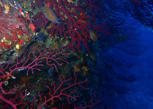 FOTO Ovo su najbolje i najljepše lokacije za ronjenje u Hrvatskoj