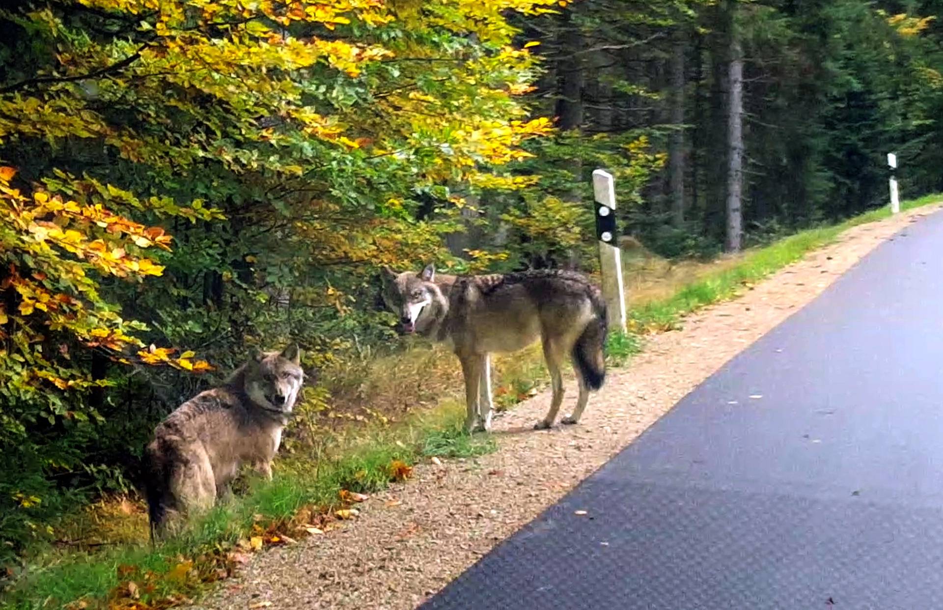 Run-away wolves in the Bavarian Forest