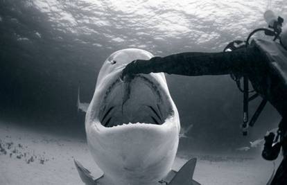 Rukom hrane opasne morske pse kao da su kućni ljubimci