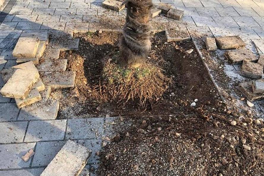 Bizarne scene u Mostaru: Htjeli prodati gradsku palmu preko oglasnika, krenuli je iskopavati