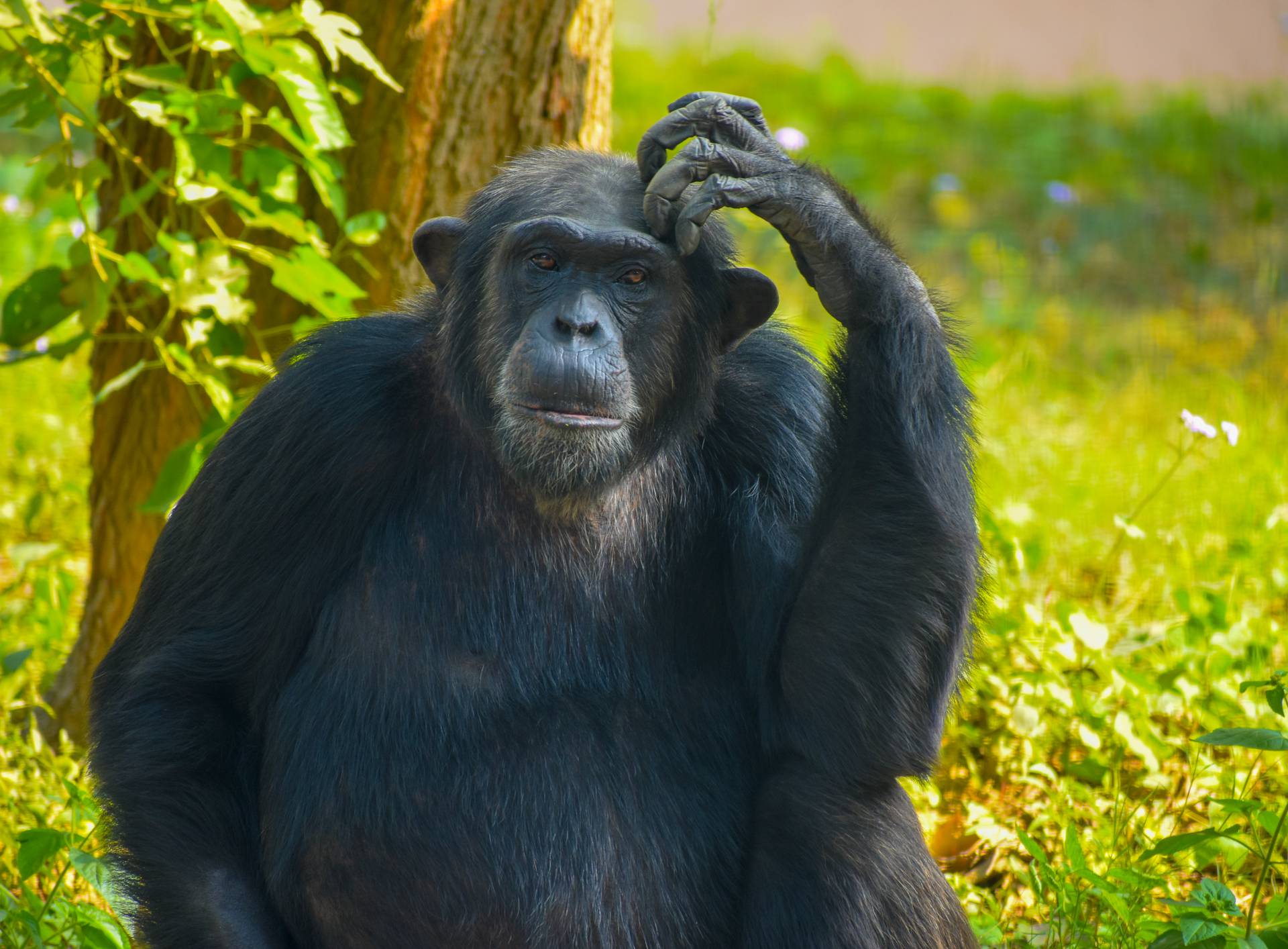 Čimpanze se rasplesale: Glasne su i ljuljaju se u ritmu glazbe