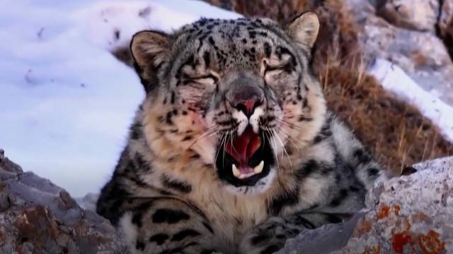 VIDEO 'Kralj snježnih planina' odlučio se odmoriti nakon lova