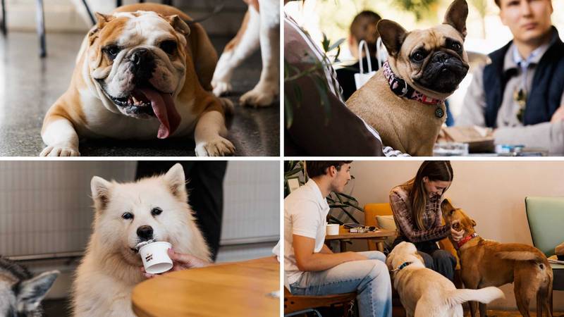FOTO Ako vas ovi prizori danas ne raznježe, ništa neće: Psi i vlasnici uživali u Dogs' Caffeu