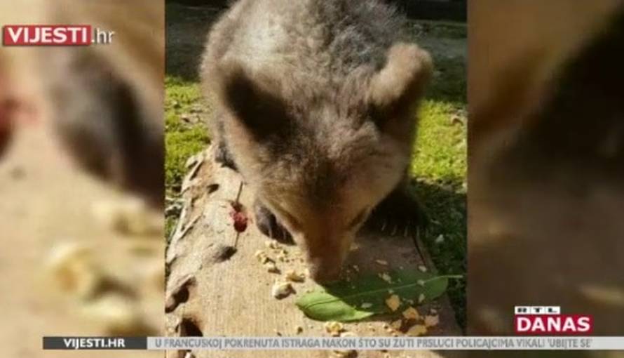 Matija je prvi put jeo jaja: 'On doslovno ne zna da je medvjed'