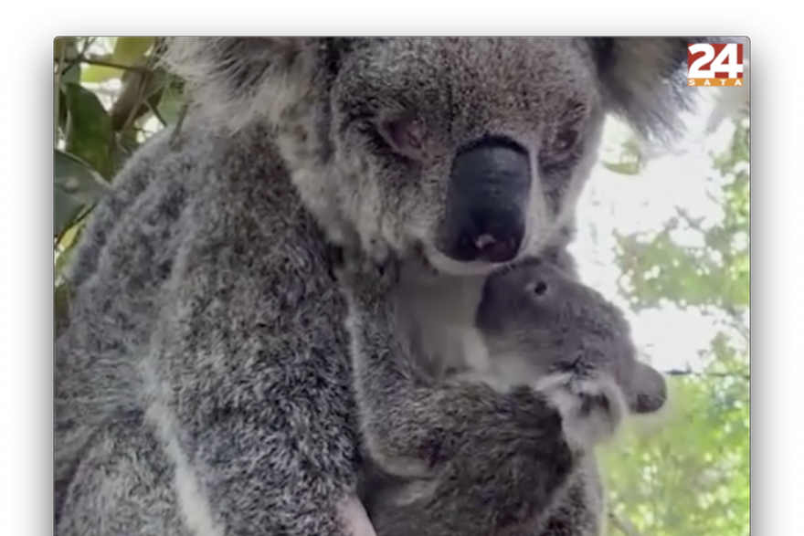 Spašena slijepa koala Venus s bebom