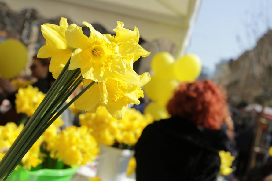 Dan narcisa: Znate li zašto baš taj cvijet - što on simbolizira?