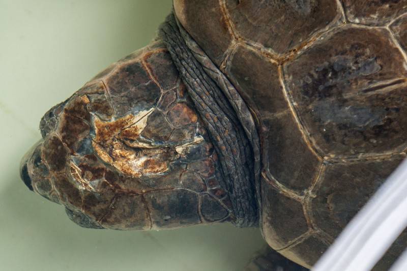 Uginula glavata želva koju je bura izbacila u blizini Zadra