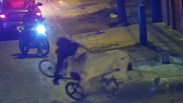 VIDEO Pa di ćeš ravno na bika? Pogledajte kaos na ulicama. Biciklista je nabio na rogove