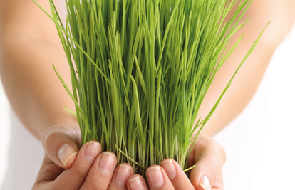 Snažna zelena superhrana -  Mlada zelena pšenica