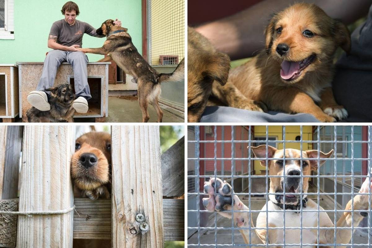 Korona donijela lijepe vijesti za Dumovec: 'Prošle godine imali smo tri puta više pasa na brizi'