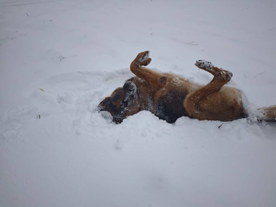 Općinska komunalka sama 'izlopatala' snijeg sa staze: 'Nema nikakve drame u tome'