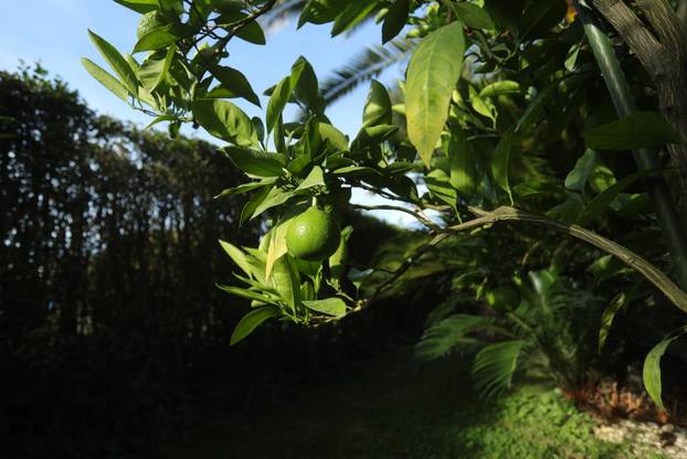 Egzotični vrt Igora Čupića
