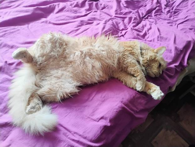 SUPER FOTKE vaših ljubimaca! Neki bi mogli biti viralni hit, ali svi su jednostavno neodoljivi