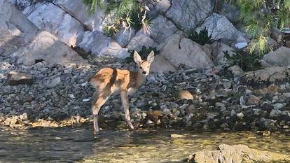 Bambi iz šibenskog kanala: Lane traži mamu koja je dan ranije uginula od ugriza zmije