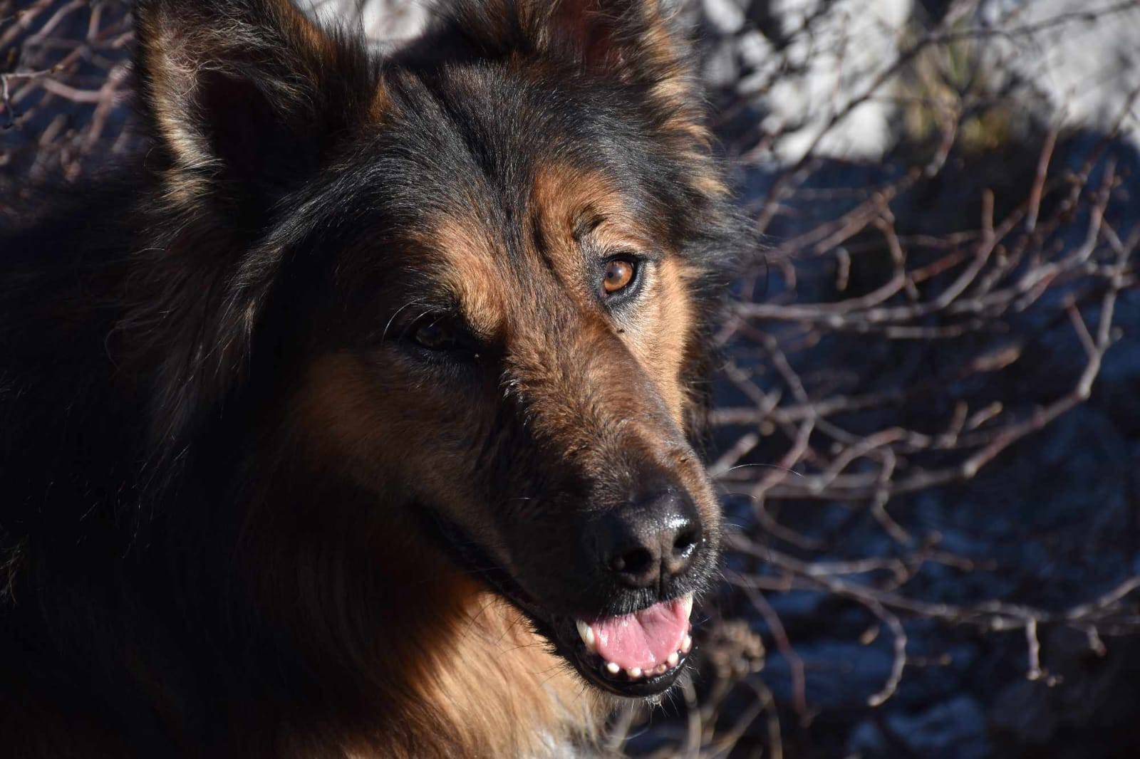 Omiljeni pas Garo se oporavlja nakon teške operacije. Prošlog vikenda je napadnut nožem