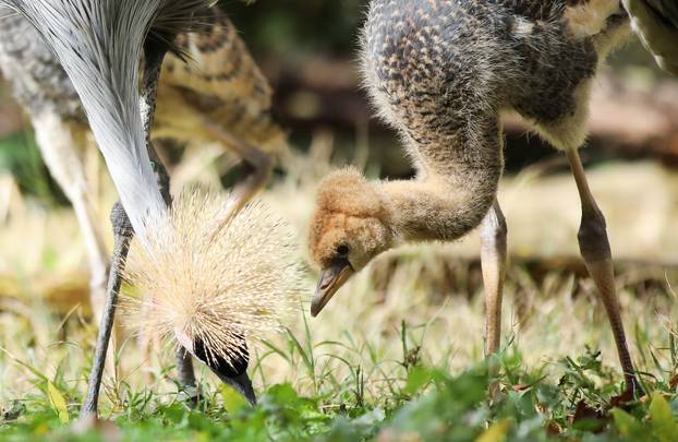 Zagrebački krunati ždralovi predstavljeni javnosti 