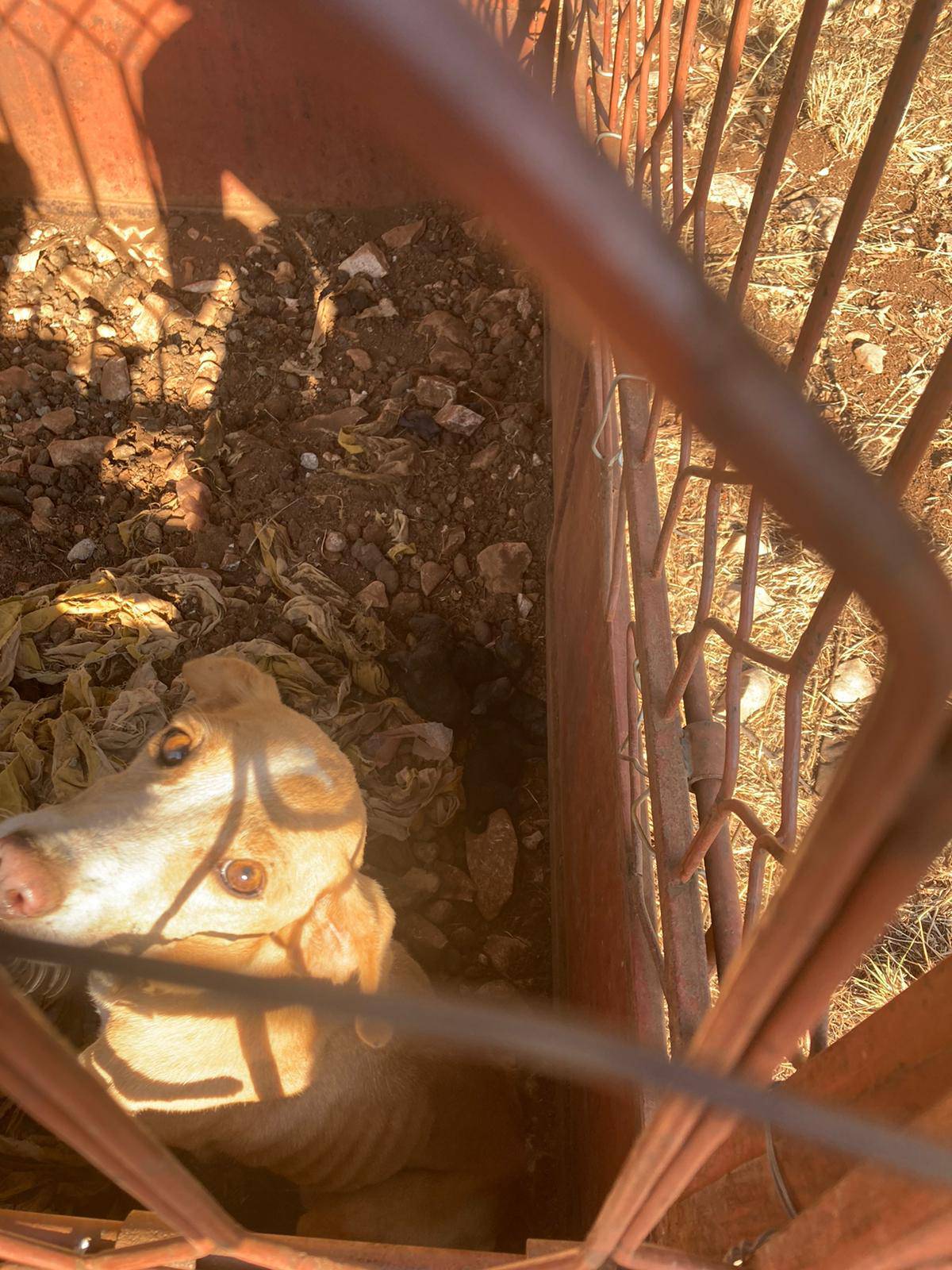 Drže kujicu u kavezu na suncu bez hrane i vode: 'Uginuli su joj svi štenci, a ona sjedi u izmetu'
