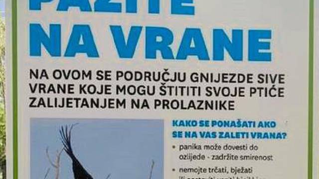 Vrane napadaju Zagrepčane: 'Samo jedna vrsta napada i to ne jer je agresivna i krvoločna'