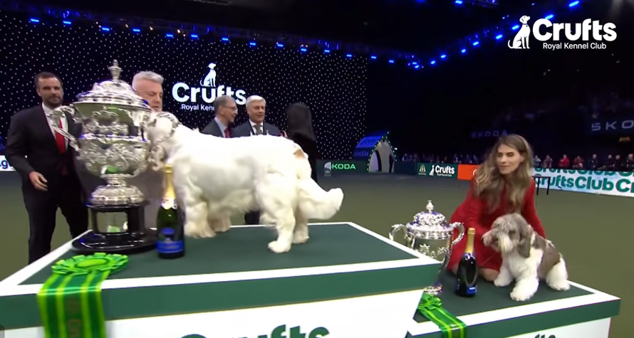 Pseći Croatian Sensation na Cruftsu: Slavna Meghan je drugi najljepši pas kraljevske izložbe