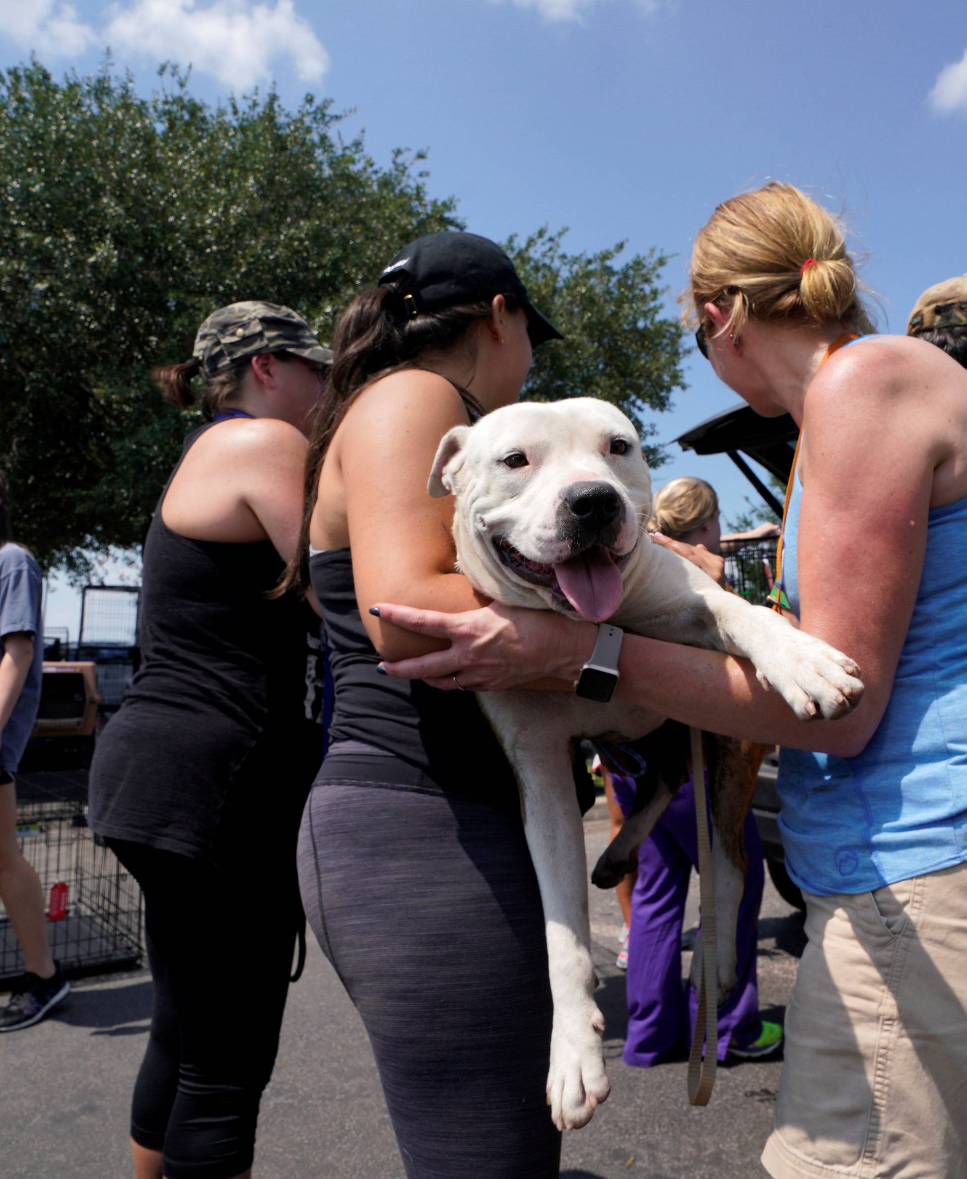 Volunteers load a dog with a broken leg rescued from Harvey floodwaters in Houston