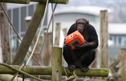 BBC emitira film koji su u potpunosti snimili majmuni
