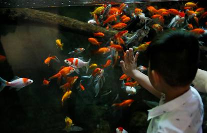 Spas za neželjene zlatne ribice: Pariški akvarij udomio ih 600