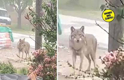 VIDEO Dvor na Uni: 'Djevojčica snimila vuka, gledao ju je u oči. Bojimo se. Danima se tu skita...'