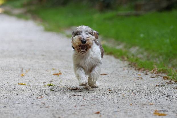 Zagreb: Hrvatska kujica Meghan proglašena najljepšim psom na svijetu