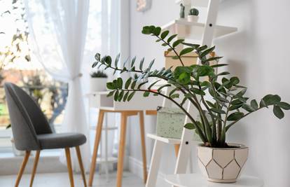 Top 20 ideja gdje i kako držati biljke u domu, da izgleda divno