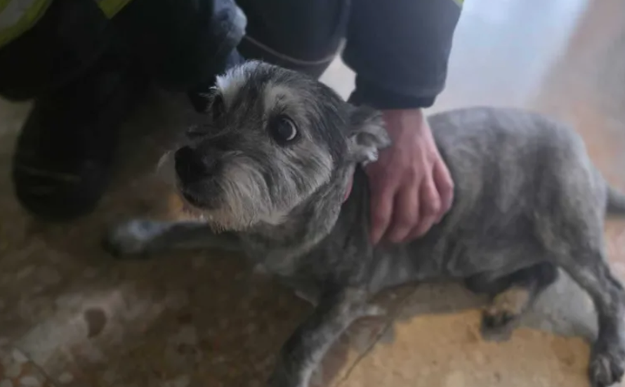 FOTO Pas Thor zapeo je u liftu. Spasili ga vatrogasci: Čula sam ga kako se guši i zapomaže