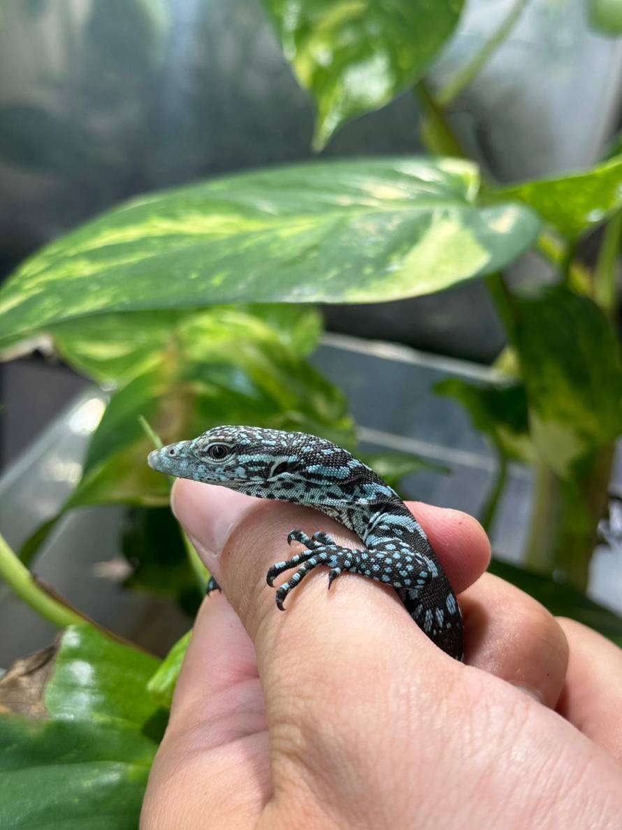 FOTO Zagreb dobio dva plava 'zmaja': Rijetki varani s otoka Batanta izlegli se u Zoološkom