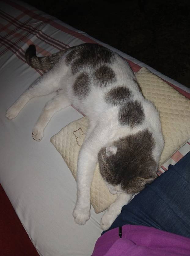 SUPER FOTKE vaših ljubimaca! Neki bi mogli biti viralni hit, ali svi su jednostavno neodoljivi